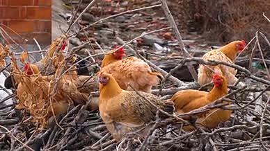4K土鸡公鸡母鸡原生态农村养殖散养家禽视频的预览图